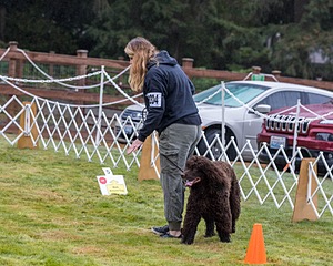 2204 - GCH CH BREKKON'S FIRST MARK CGC