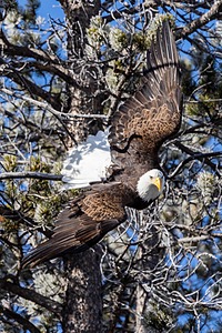 Bald Eagle, Yellowstone National Park