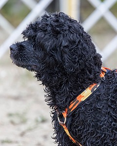 Camo Berger