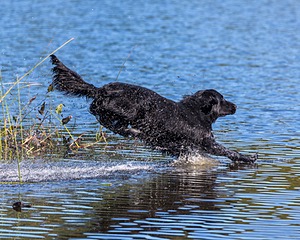 Ruger Bodine