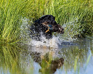 Baloo Amenabar