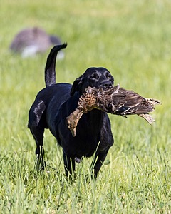 Loosi Enos