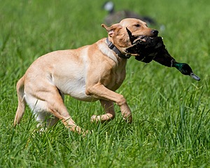 20170603-SHRL-1053.jpg