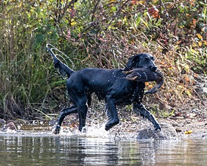 Jett