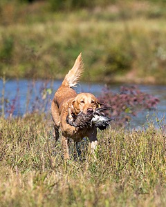 Fargo Shea