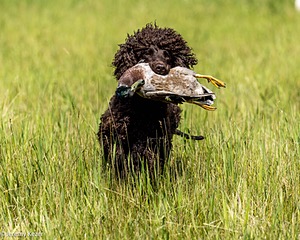 Ghillie
