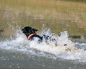 Brutus Culbertson