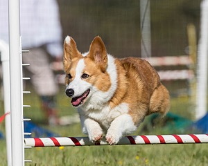 Petey McCulloch