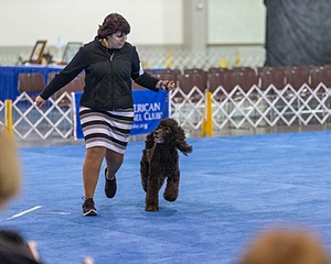 30 - GCH CH Chantico's Spirit In The Surf JH CD RA OA OAJ  NF (Selchie)