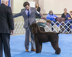 17 - GCH CH Quiet Storm My Boy's Wicked Smart  CGCA TKA (Bayes)