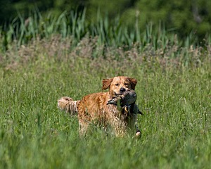 Mako Herderhurst