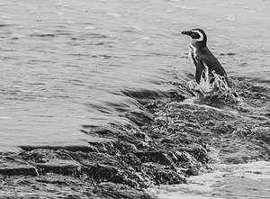 Magellanic Penguin, Sea Lion Island, The Falklands