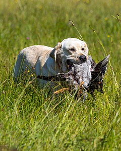 Zonker Wilson