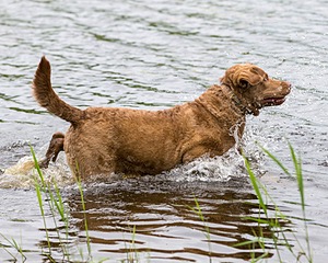 Hunter Law