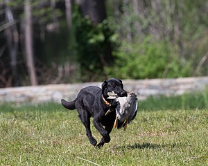 20130601-SHRL-0404.jpg