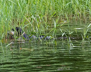 20170603-SHRW-2011.jpg
