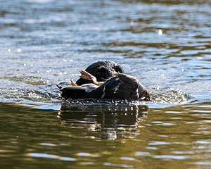 Splash