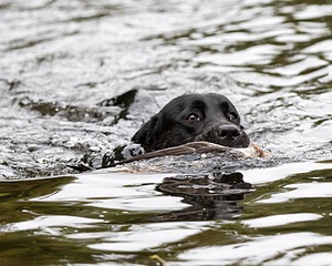 Venus Pickel
