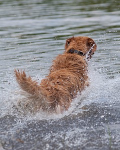 Sunfire Padraig of Golden Pond
