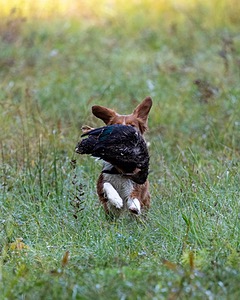 Merlot Quackenbush