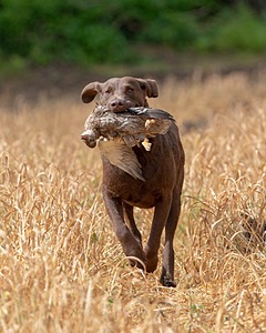 Kuma Zajchowski