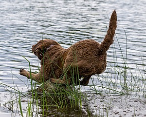 20170603-SHRW-1682.jpg