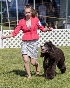 47 - GCH CH Poole's Ide Reversal Of Fortune