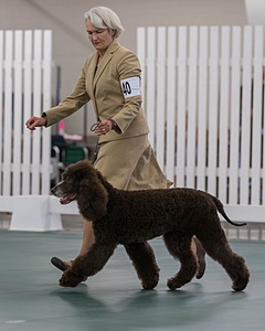 40 - GCH POOLE'S IDE BONNIE BROOK CD RE CGC (Bonnie)