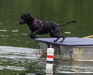 Boaty Bellicose