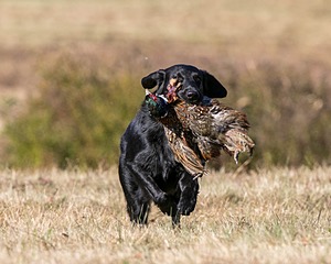 Hunter