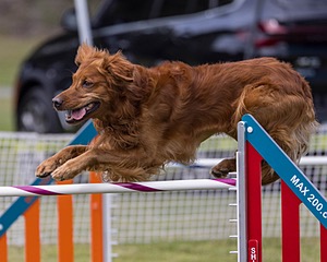 Acro Buzanoski