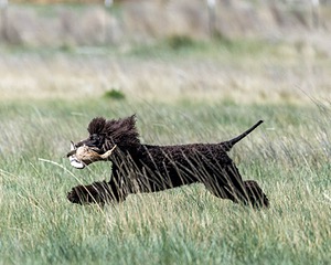 Ghillie