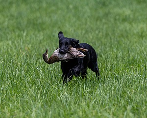 Hunter Law