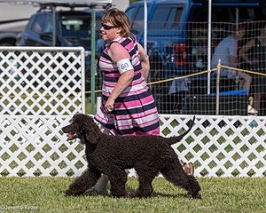 60 - GCH CH All Green Wi'Envy V Alpha Nordic CD RE RATN DS CGCA TKN