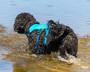 Fenwick Janet