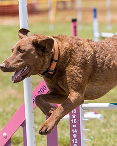 Tillie Cross