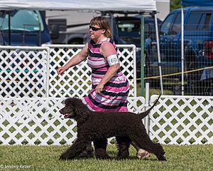 60 - GCH CH All Green Wi'Envy V Alpha Nordic CD RE RATN DS CGCA TKN