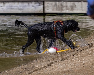 Ziva Hyres