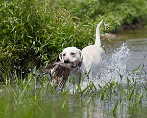 Baby's Kansas Brush Buster