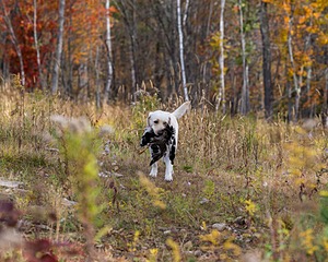 Grampian Happily Ever After RN JH CC WC (Henry)