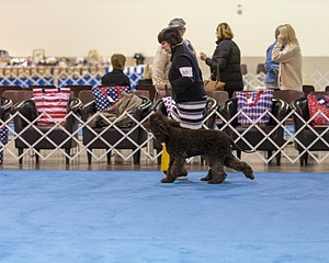 30 - GCH CH Chantico's Spirit In The Surf JH CD RA OA OAJ  NF (Selchie)