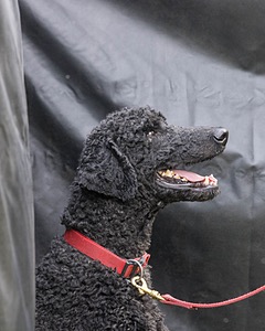 Hugo