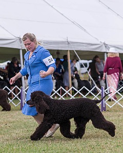 24 - GCH POOLE'S IDE SAY NO MORE CD RN CGC