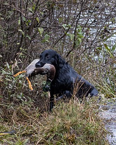 Gunner McCluer