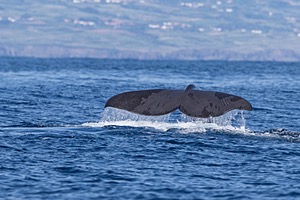 Sperm Whale