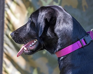 Kona Reise