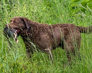 20170603-SHRW-1698.jpg