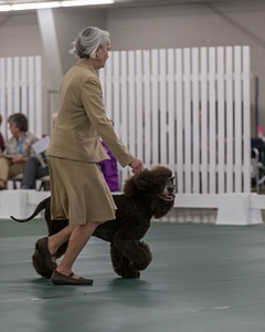 40 - GCH POOLE'S IDE BONNIE BROOK CD RE CGC (Bonnie)