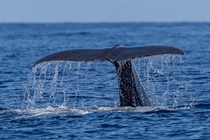 Sperm Whale