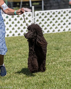 43 - GCH CH Chantico's Shelter From The Storm CD RA MX AXJ MXP2 MJP2 MJPB XF DS (Reef)